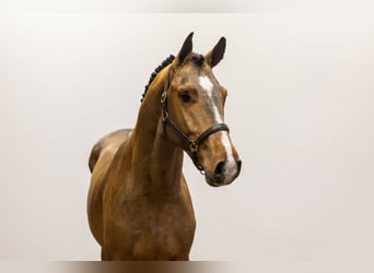 Zangersheider, Stallion, 3 years, 16,2 hh, Brown