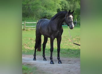 Zangersheider, Stallion, 3 years, 16.2 hh, Gray-Dark-Tan