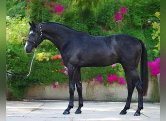 Zangersheider, Stallion, 3 years, 16.2 hh, Gray-Dark-Tan