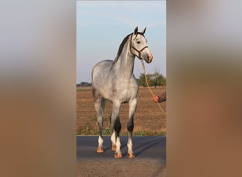 Zangersheider, Stallion, 3 years, 16.2 hh, Gray