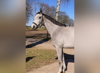 Zangersheider, Stallion, 3 years, 16.2 hh, Grey