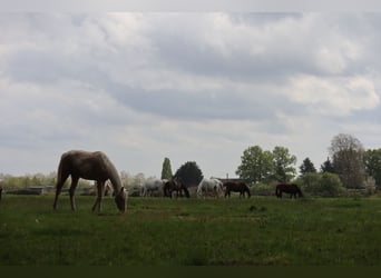 Zangersheider, Stallion, 3 years, 16.2 hh, Palomino Zangersheider, Stallion, 3 years, 16.2 hh, Palomino