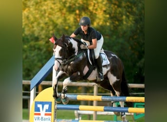 Zangersheider, Stallion, 3 years, 16.2 hh, Palomino