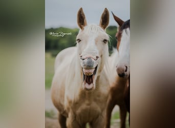 Zangersheider, Stallion, 3 years, 16.2 hh, Palomino