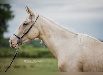Zangersheider, Stallion, 3 years, 16.2 hh, Palomino