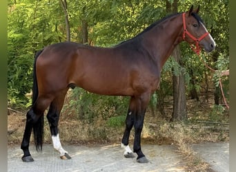 Zangersheider, Stallion, 3 years, 16.3 hh, Bay