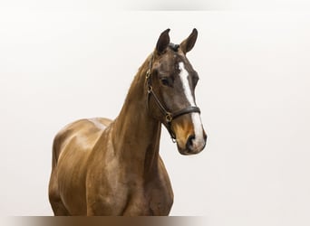 Zangersheider, Stallion, 3 years, 16 hh, Bay-Dark