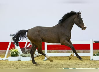 Zangersheider, Stallion, 3 years, 16 hh, Black