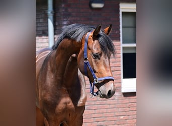 Zangersheider, Stallion, 3 years, 16 hh, Brown
