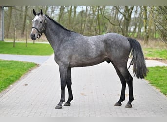 Zangersheider, Stallion, 3 years, 16 hh, Brown