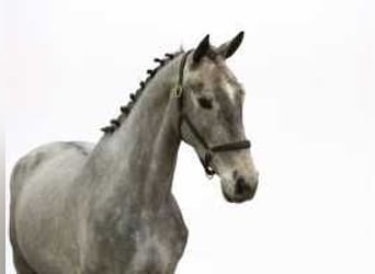 Zangersheider, Stallion, 3 years, 16 hh, Brown