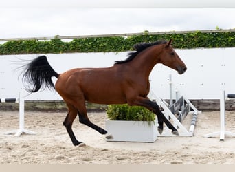 Zangersheider, Stallion, 3 years, 16 hh, Brown
