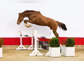 Zangersheider, Stallion, 3 years, 16 hh, Chestnut-Red