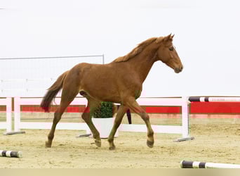 Zangersheider, Stallion, 3 years, 16 hh, Chestnut-Red