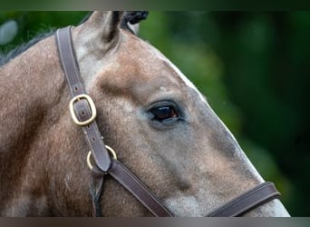 Zangersheider, Stallion, 3 years, 16 hh, Gray