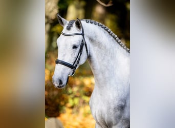 Zangersheider, Stallion, 3 years, 16 hh, Gray