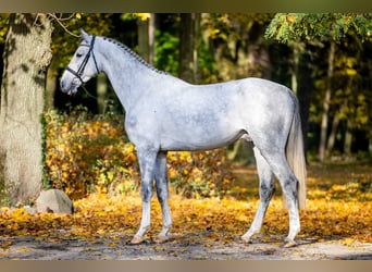 Zangersheider, Stallion, 3 years, 16 hh, Gray