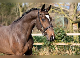 Zangersheider, Stallion, 3 years, 16 hh