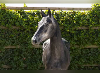 Zangersheider, Stallion, 3 years, 16 hh