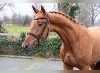 Zangersheider, Stallion, 3 years, 16 hh