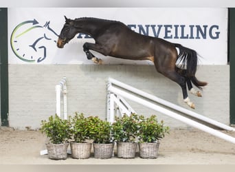 Zangersheider, Stallion, 3 years, 16,1 hh, Bay-Dark