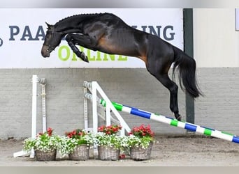 Zangersheider, Stallion, 3 years, 16,1 hh, Black