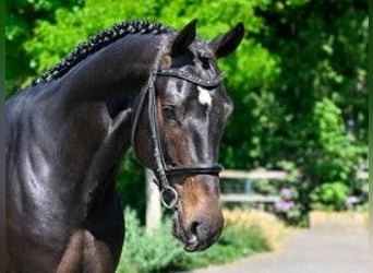 Zangersheider, Stallion, 3 years, 16,1 hh, Black