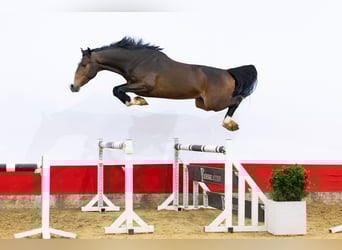 Zangersheider, Stallion, 3 years, 16,1 hh, Brown