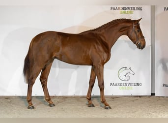 Zangersheider, Stallion, 3 years, 16,1 hh, Chestnut