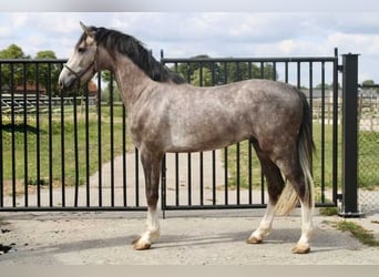 Zangersheider, Stallion, 3 years, 16,1 hh, Gray