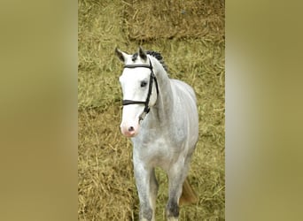 Zangersheider, Stallion, 3 years, 16,1 hh, Grey