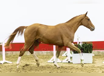 Zangersheider, Stallion, 3 years, 16,1 hh