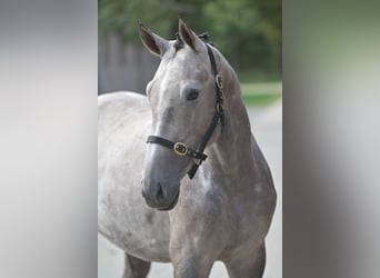 Zangersheider, Stallion, 3 years, 16,1 hh