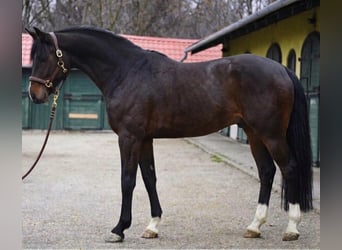 Zangersheider, Stallion, 3 years, 16,2 hh, Bay-Dark