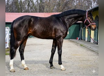 Zangersheider, Stallion, 3 years, 16,2 hh, Bay-Dark