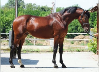 Zangersheider, Stallion, 3 years, 16,2 hh, Brown