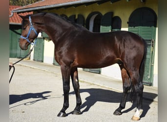 Zangersheider, Stallion, 3 years, 16,2 hh, Brown