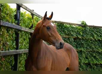 Zangersheider, Stallion, 3 years, 16,2 hh, Brown