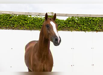 Zangersheider, Stallion, 3 years, 16,2 hh, Chestnut-Red