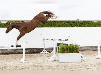 Zangersheider, Stallion, 3 years, 16,2 hh, Chestnut-Red