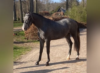 Zangersheider, Stallion, 3 years, 16,2 hh, Grey-Blue-Tan