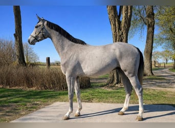 Zangersheider, Stallion, 3 years, 16,2 hh, Grey