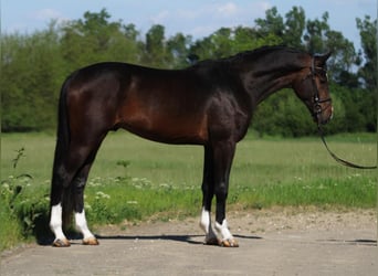 Zangersheider, Stallion, 3 years, 16,2 hh