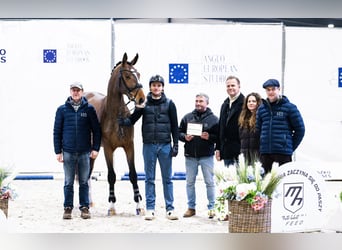 Zangersheider, Stallion, 3 years, 17 hh, Bay