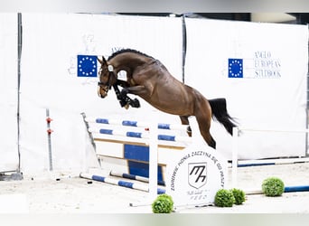 Zangersheider, Stallion, 3 years, 17 hh, Bay