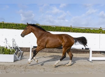 Zangersheider, Stallion, 3 years, 17 hh, Brown