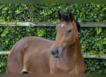 Zangersheider, Stallion, 3 years, 17 hh, Brown