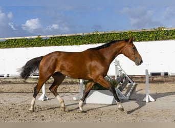 Zangersheider, Stallion, 3 years, 17 hh, Brown