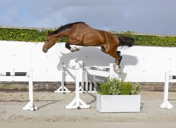 Zangersheider, Stallion, 3 years, 17 hh, Brown