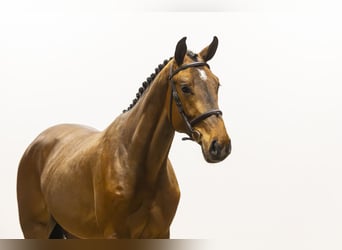 Zangersheider, Stallion, 3 years, 17 hh